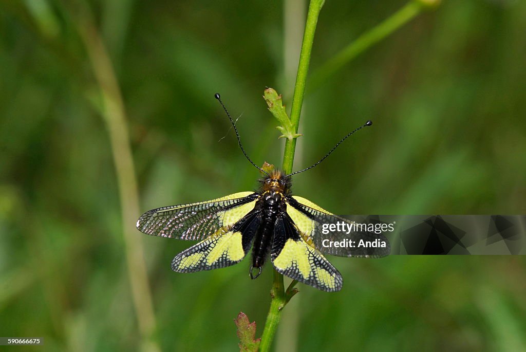 Owlfly