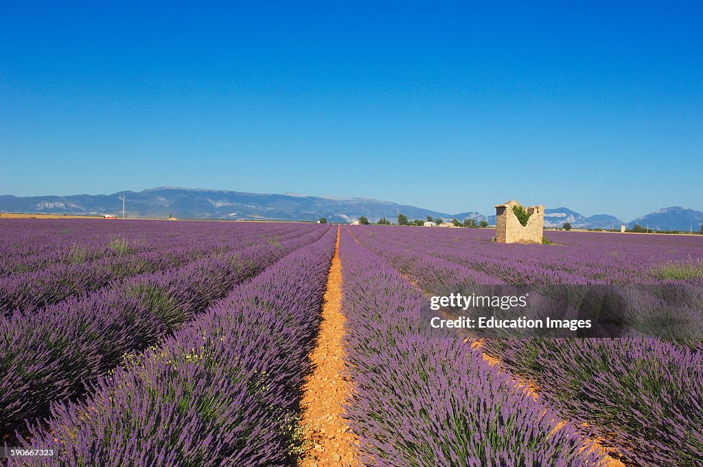 Lavender field at Plateau de Valensole, Alpes-de-Haute-Provence, Valensole, France