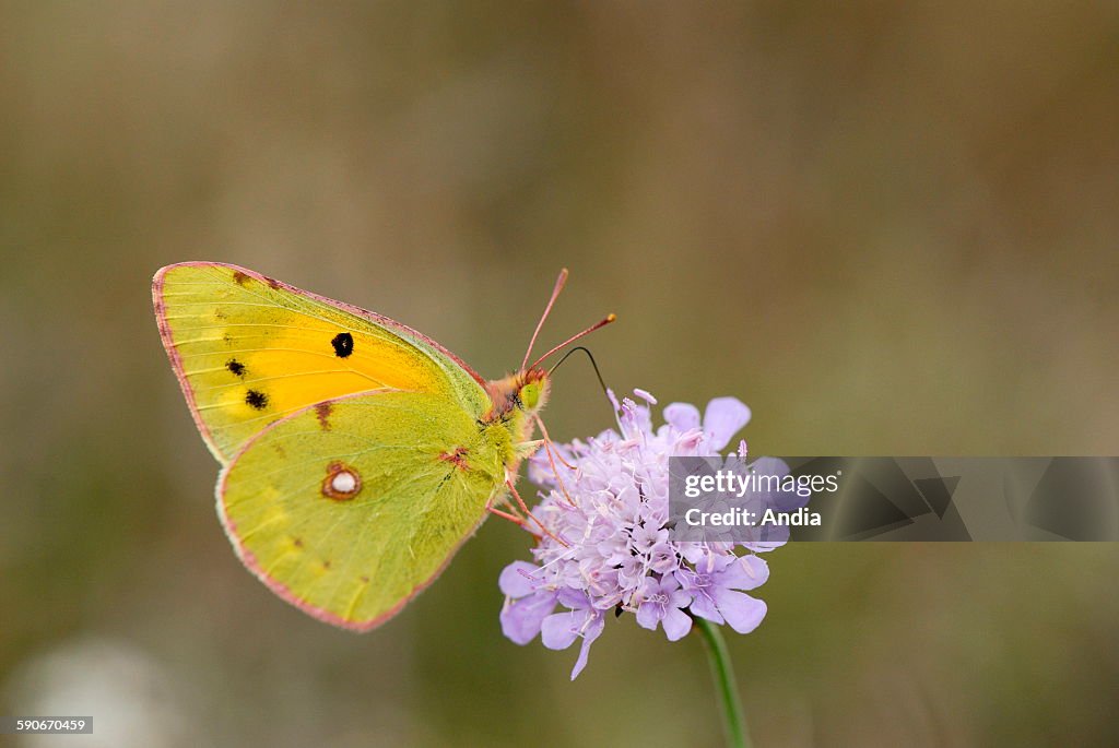 Clouded Yellow or Dark Clouded Yellow