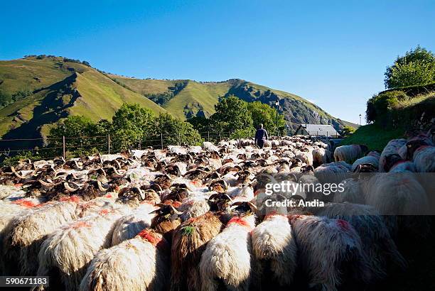 154 Basque Shepherd Stock Photos, High-Res Pictures, and Images - Getty ...