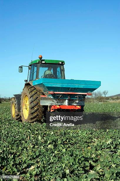 Agriculture. Manure spreading on colza in spring