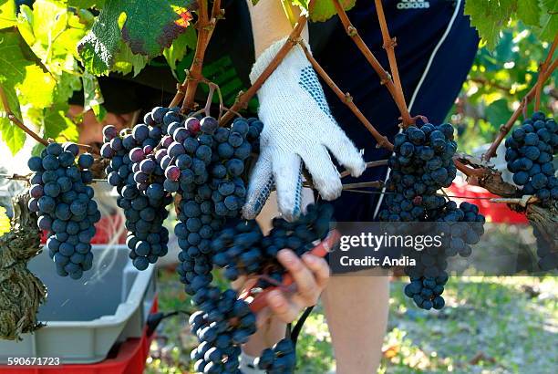 Production of wine on the property of "Chateau Palmer" at Margaux , grape harvest on the vineyard. Seasonal worker picking up grapes in the vines....