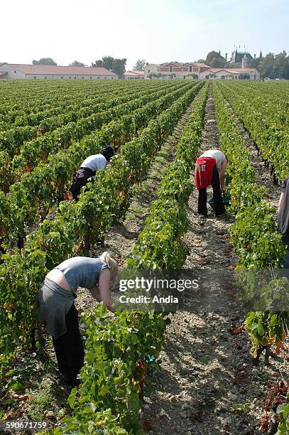 Production of wine on the property of "Chateau Palmer" at Margaux , grape harvest on the vineyard. Seosonal worker in the middle of the vines. Wine...