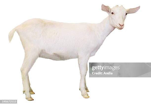 Saanen young she-goat in profile, photo that can be cut out