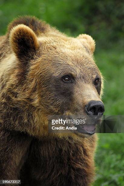 Close-up shot of a Brown Bear in the Pyrenees, Aspe Valley, Haut-Bearn, Pyrenees-Atlantiques department , bear ; faun; wild animal; Wildnis ;...