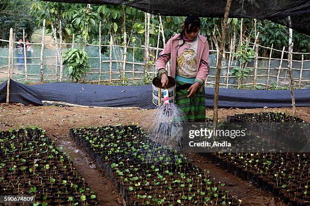 Laos, Bolaven Plateau: Cultivation of coffee. Preparation of the coffee tree plantations. A young woman watering the cultivations