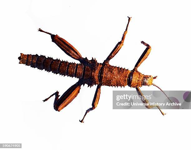 Wench Insect 106 Giant Prickly Stick Insect Stock Photos, High-Res Pictures, and ...