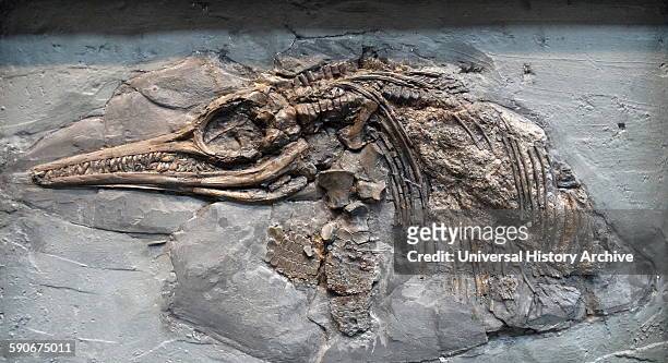Ichthyosaurus genus of ichthyosaurs from the late Triassic and early Jurassic. Found in Lower Lias, Lower Jurassic, Lyme Regia, Dorset.
