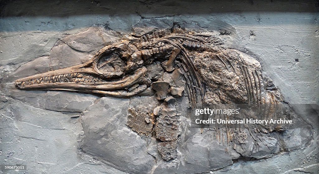 Ichthyosaurus (Conybeare) found in Lower Lias.
