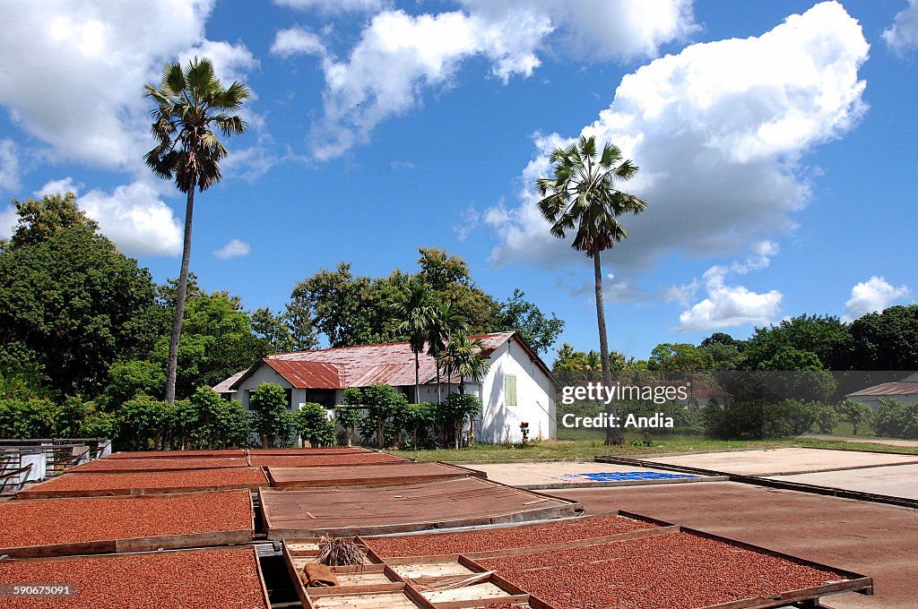 Madagascar : Millot cocoa plantation