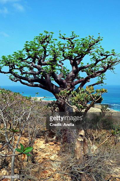 Sabi Star, Kudu or Desert-rose and Frankincense on Socotra in the Arabian Sea , at the entry of the Gulf of Aden in Yemen