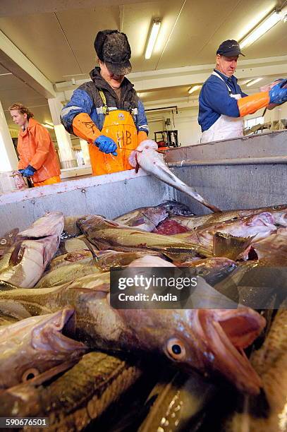 Cod Fish Cut Off Cod Fish Swimming Photos and Premium High Res Pictures - Getty Images