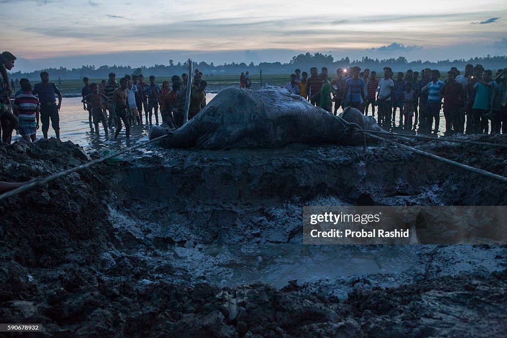 An Indian stray elephant Bangabahadur that entered the...