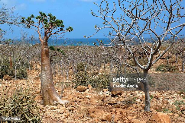 Sabi Star, Kudu or Desert-rose on Socotra in the Arabian Sea , at the entry of the Gulf of Aden in Yemen