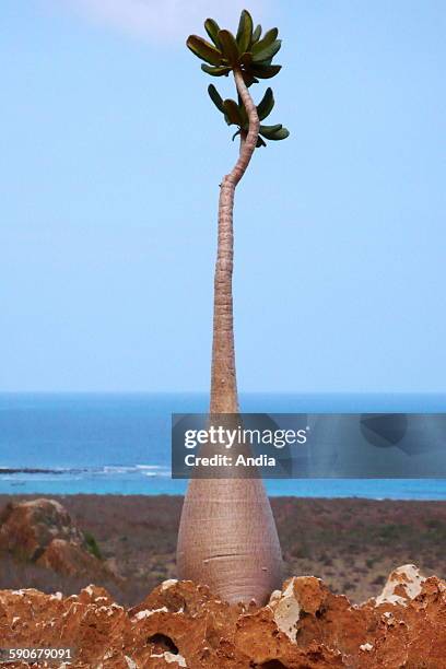 Sabi Star, Kudu or Desert-rose on Socotra in the Arabian Sea , at the entry of the Gulf of Aden in Yemen