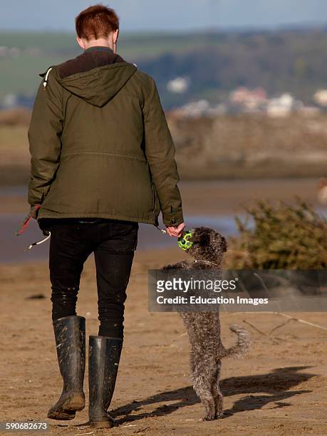 Dog standing on back legs to reach ball held by owner, UK.