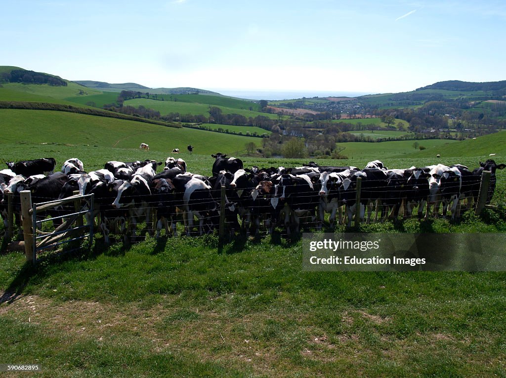 Dorset countryside with cows, Chideock, Dorset