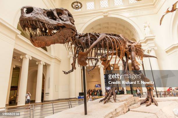dinosaur called sue on exhibit - museum of prehistoric thera stockfoto's en -beelden