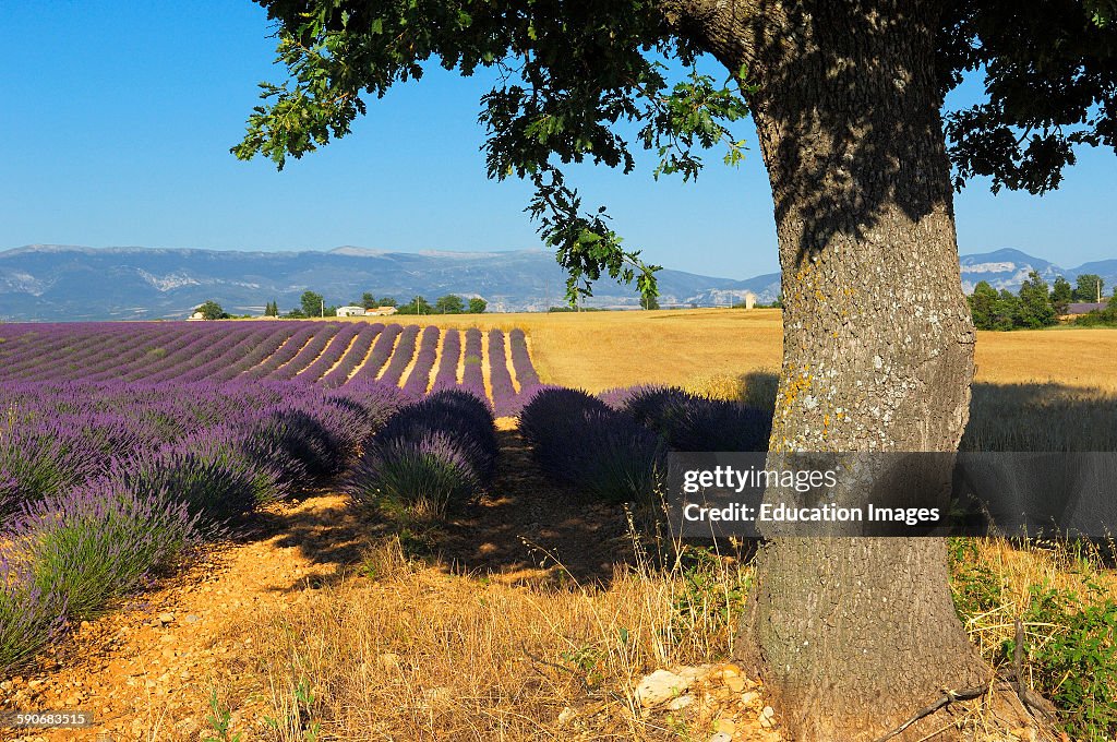 Lavender field at Plateau de Valensole, Alpes-de-Haute-Provence, Valensole, France