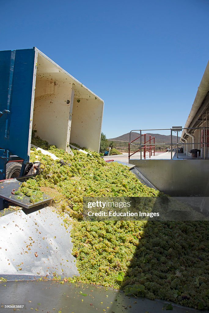 Grapes Sauvignon Blanc variety arriving at a winery