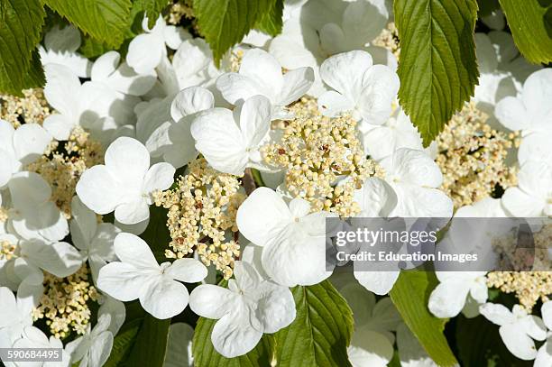 Viburnum plicatum variety 'Mariesii' in an English country garden. Deciduous shrub with horizontal growths. Bearing dull green toothed ovate leaves...