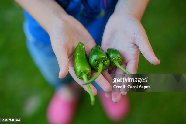 green bell peppers - green bell pepper imagens e fotografias de stock