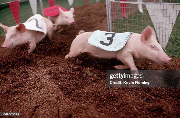 1,046 Pig Racing Stock Photos, High-Res Pictures, and Images - Getty Images