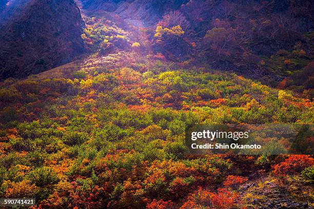 karasawa kar, japanese maple trees - autumnal forest trees japan stockfoto's en -beelden