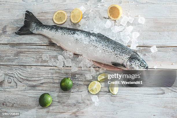 raw salmon with ice, lime and lemons - frozen water stock-fotos und bilder