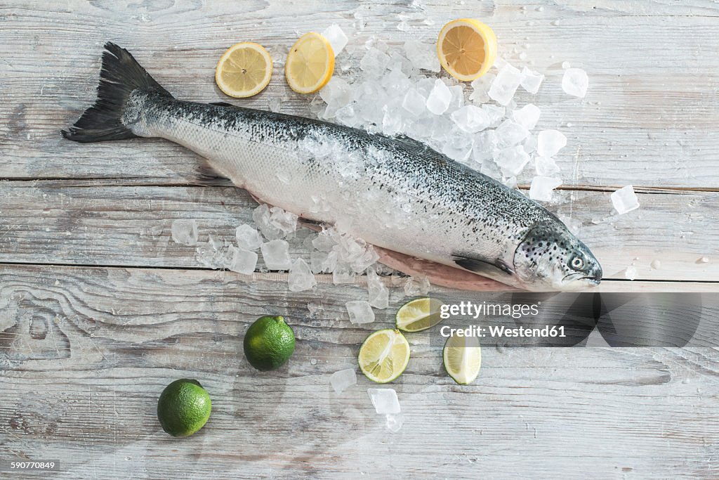 Raw salmon with ice, lime and lemons