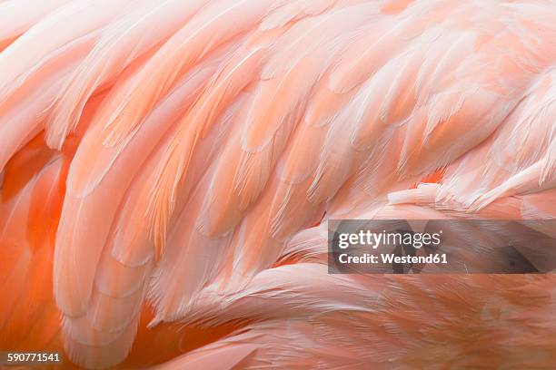 feathers of pink flamingo, close-up - ピンク　動物 ストックフォトと画像