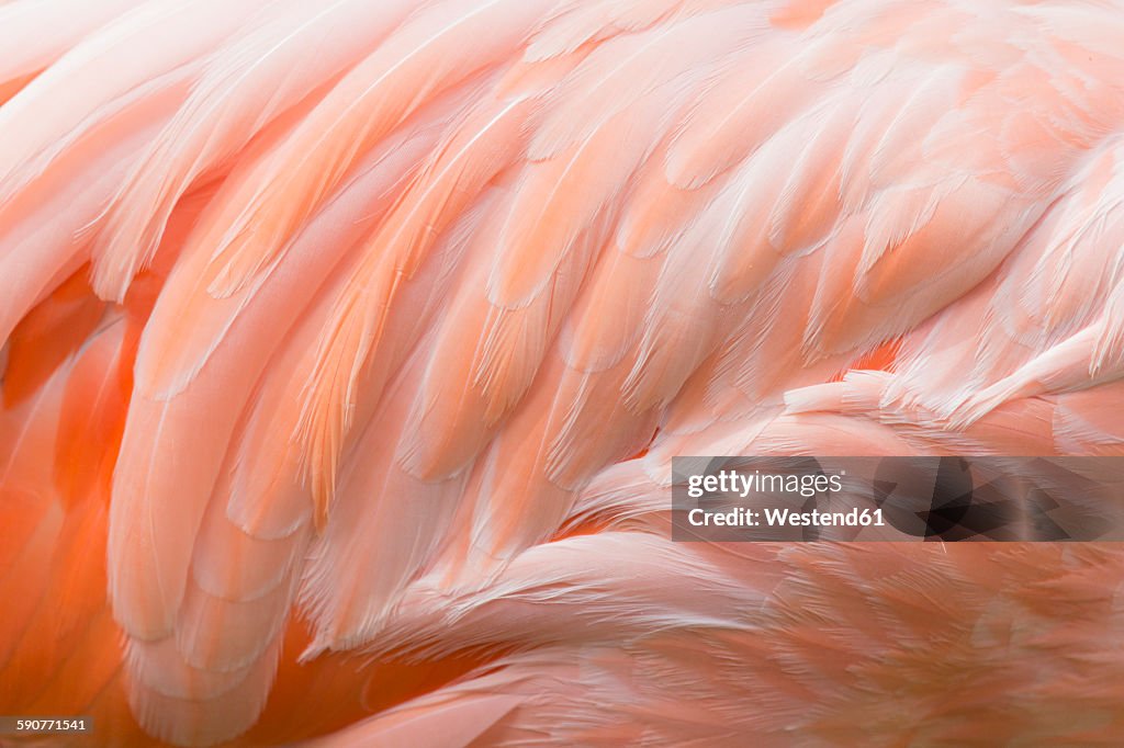 Feathers of pink flamingo, close-up