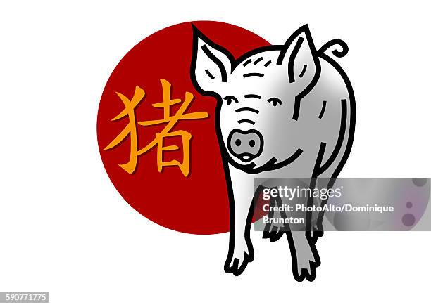 chinese zodiac sign for year of the pig - animal representation stock illustrations