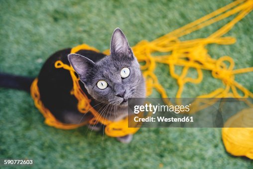 Russian blue tangled in yellow wool looking up to camera Russian blue tangled in yellow wool looking up to camera
