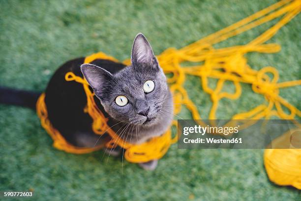 russian blue tangled in yellow wool looking up to camera - wollknäuel stock-fotos und bilder