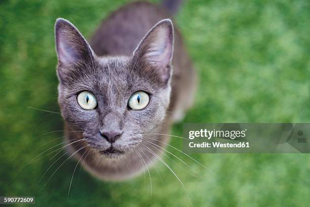 russian blue looking up to camera - russian blue cat stock pictures, royalty-free photos & images