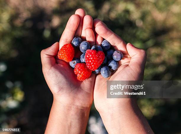 hands of little girl holding blueberries and raspberries - blueberry girl stock-fotos und bilder