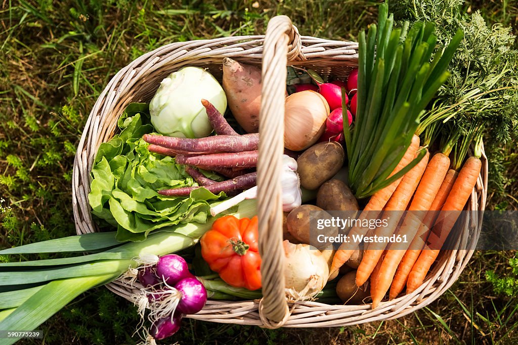 Basket full of organic vegetables