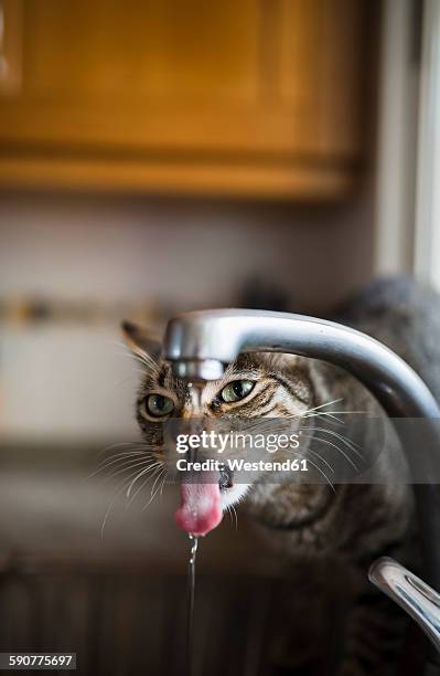 tabby cat drinking water from the faucet in the kitchen - cat drinking stock-fotos und bilder