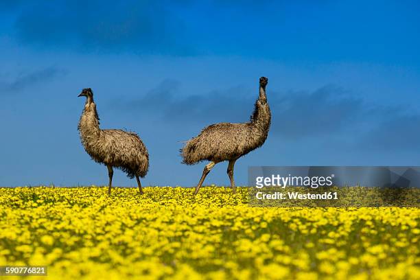 australia, port lincoln, two emus standing in canola field - ema imagens e fotografias de stock