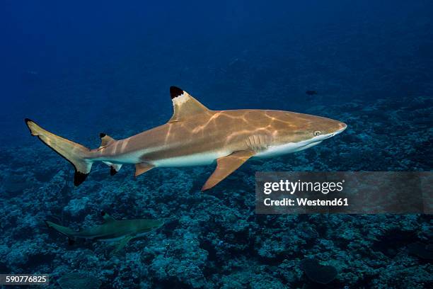 blacktip reefshark, carcharhinus melanopterus - blacktip reef shark stock pictures, royalty-free photos & images