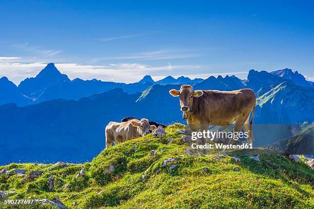 germany, allgaeu, young brown cattle on an alpine meadow near oberstdorf - alpes do allgäu imagens e fotografias de stock