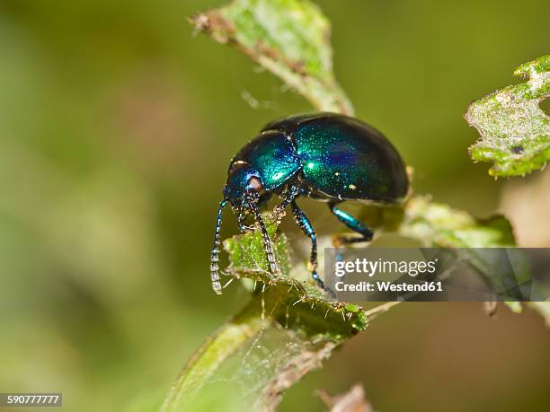chrysolina coerulans on mentha - chrysolina stock pictures, royalty-free photos & images