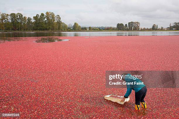cranberry harvest. - cranberry harvest 個照片及圖片檔