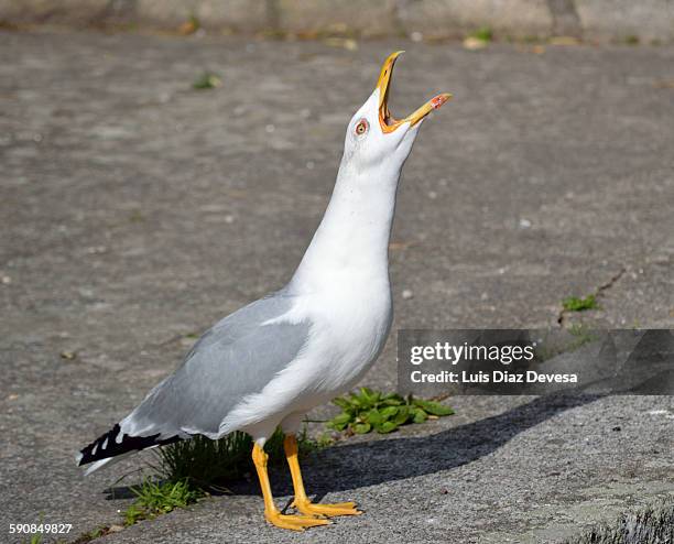 seagull screeching - richiamo foto e immagini stock