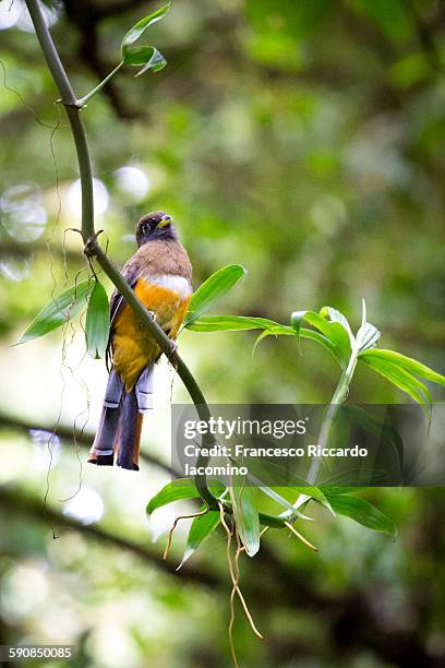 orange bellied trogon, costa rica - iacomino costa rica stock pictures, royalty-free photos & images