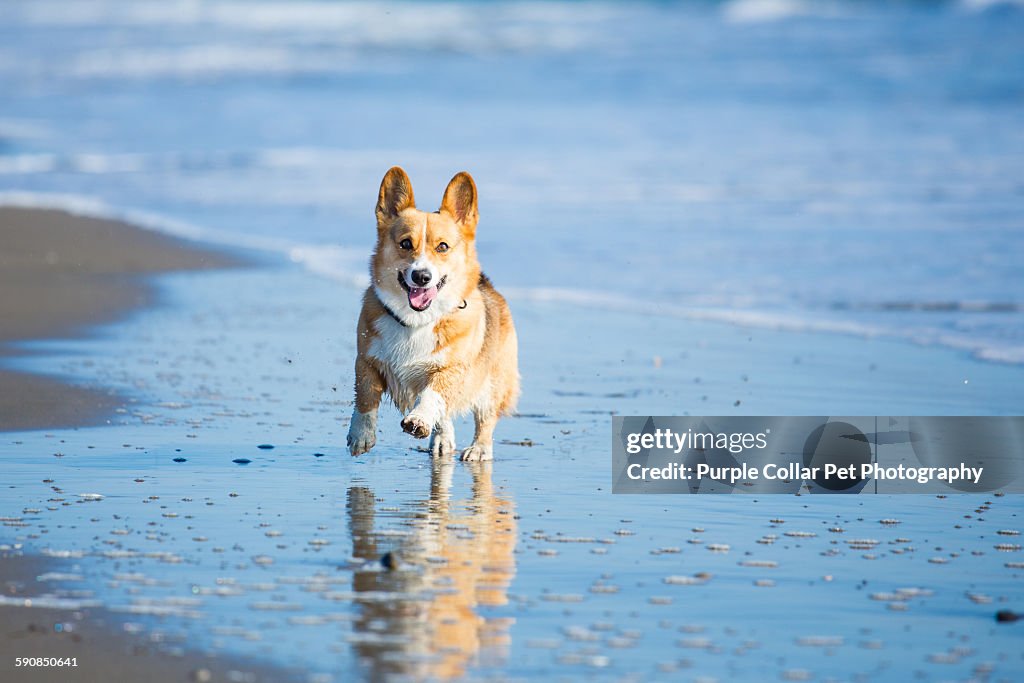 Corgi Dog Running on Beach Outdoors