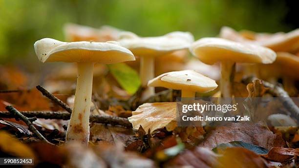 collybia maculata and autumn leaves - jenco stockfoto's en -beelden