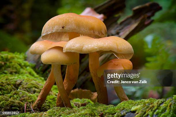mushrooms standing together - jenco stockfoto's en -beelden