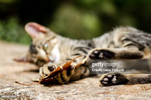 cat playing with autumn leaves - to play cat and mouse stock pictures, royalty-free photos & images